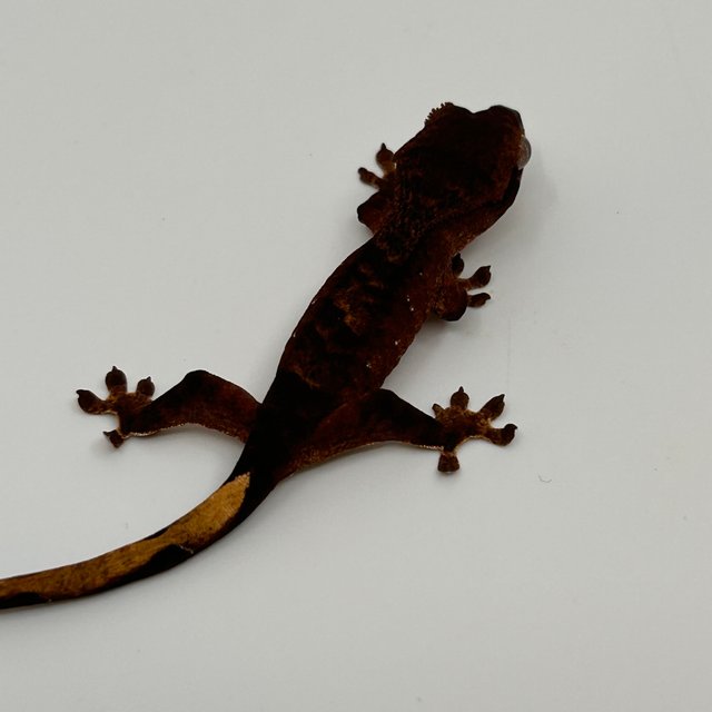 벅스킨 챠콜 블랙