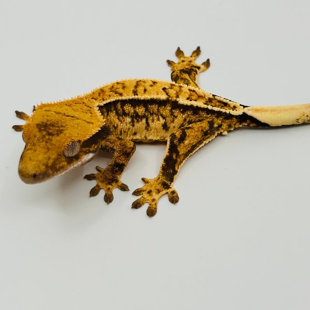 노멀 핀스트라이프 화이트포트홀