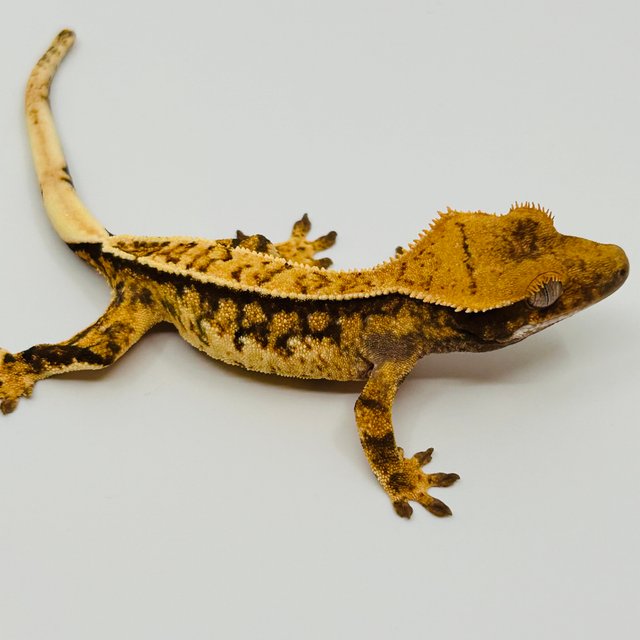 노멀 핀스트라이프 화이트포트홀