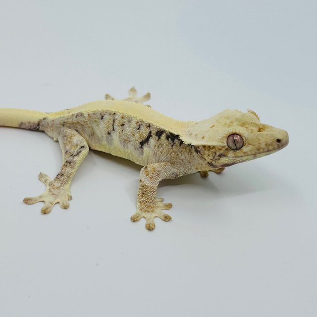 릴리화이트 화이트스팟 화이트포트홀 화이트핀 핀스트라이프 솔리드백