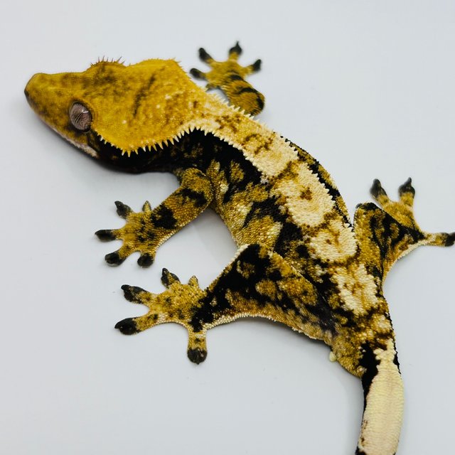 노멀 화이트포트홀 트라이