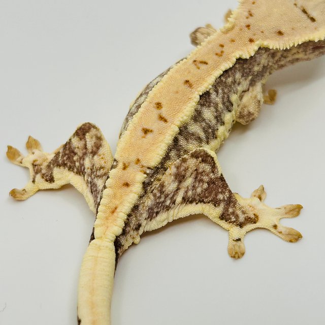 릴리화이트 화이트스팟 화이트포트홀 화이트핀 솔리드백