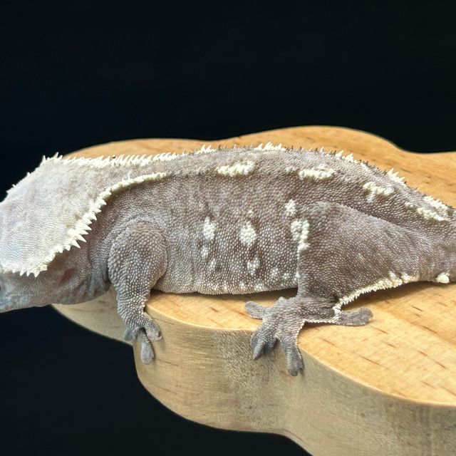 아잔틱