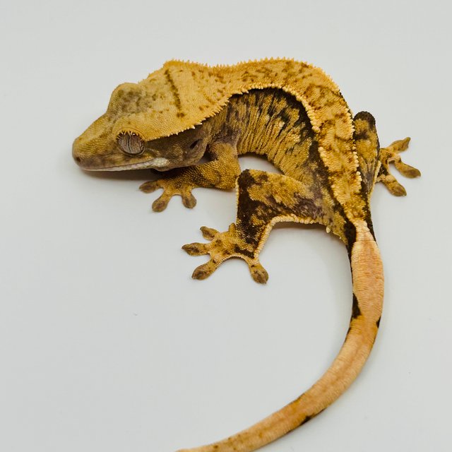 노멀 화이트스팟 화이트포트홀 트라이