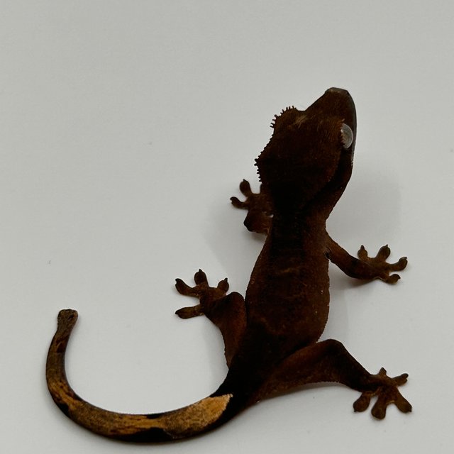 블랙 벅스킨 챠콜