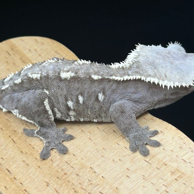 아잔틱