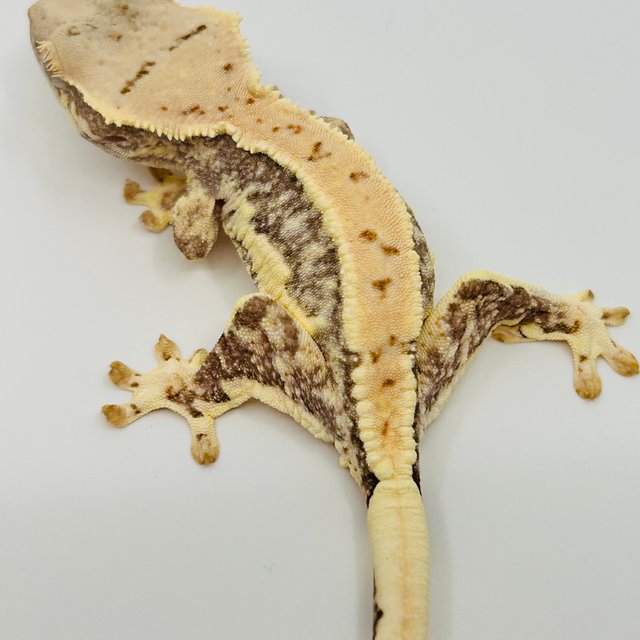 릴리화이트 화이트스팟 화이트포트홀 화이트핀 솔리드백