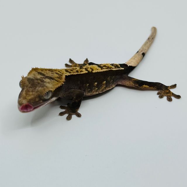 카푸치노 핀스트라이프 100%헷아잔틱