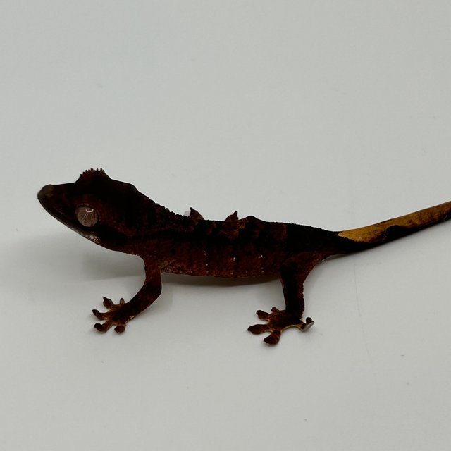 벅스킨 다크 챠콜