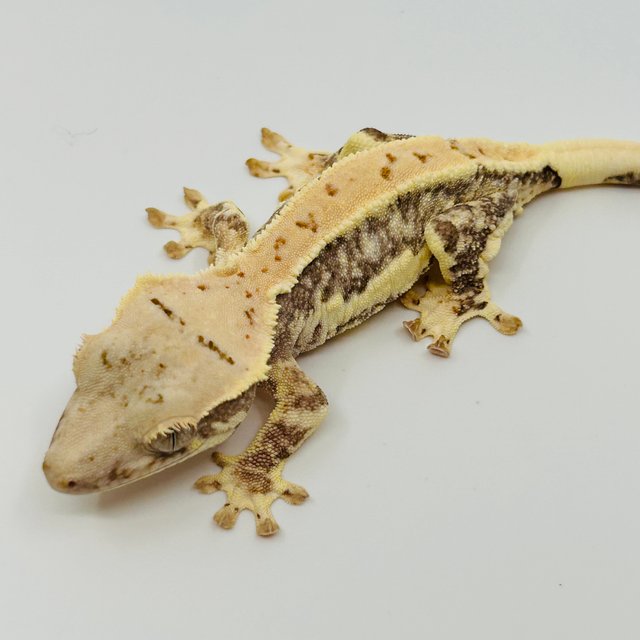 릴리화이트 화이트스팟 화이트포트홀 화이트핀 솔리드백