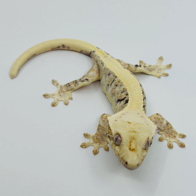 릴리화이트 화이트스팟 화이트포트홀 화이트핀 핀스트라이프 솔리드백