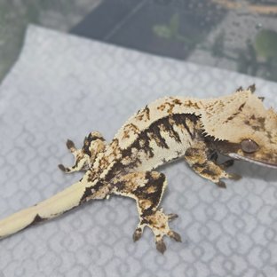 트라이 익스트림할리퀸