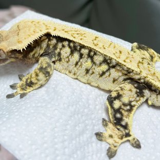 드리피 화이트스팟 풀핀