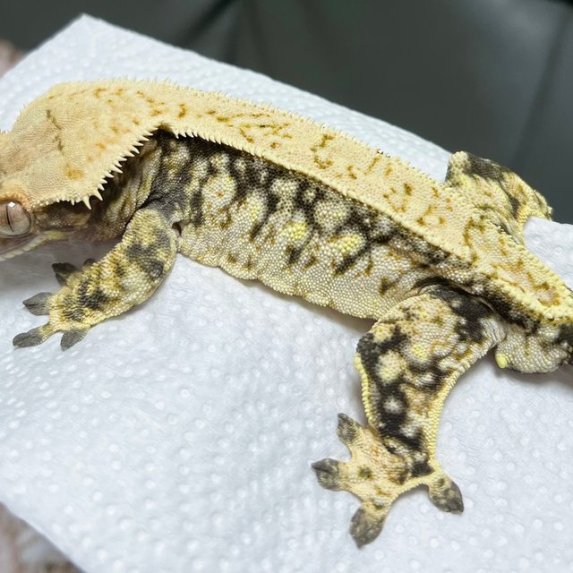 드리피 화이트스팟 풀핀