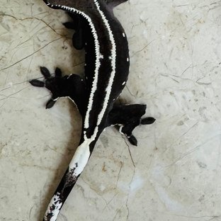 아잔틱 풀핀