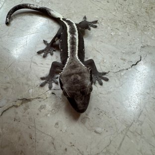 아잔틱 풀핀