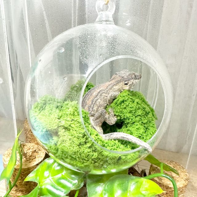 스트라이프