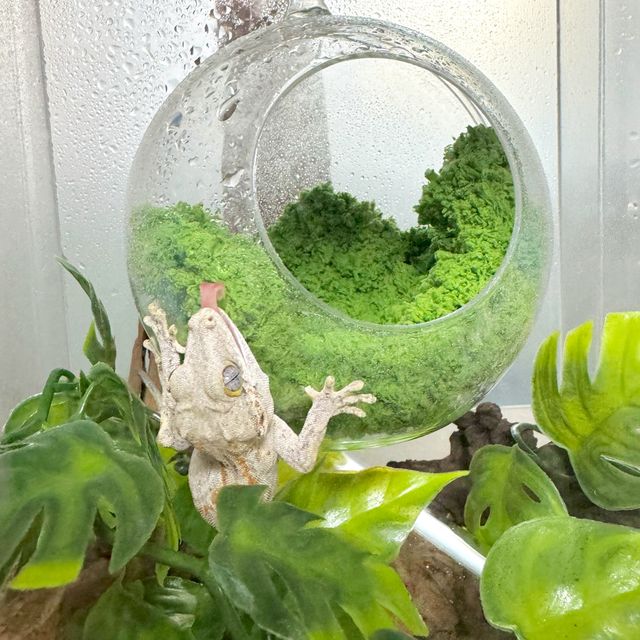 스트라이프