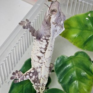 세이블