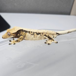 Normal Tri Extreme Harlequin