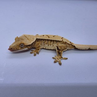 노멀 트라이 익스트림할리퀸