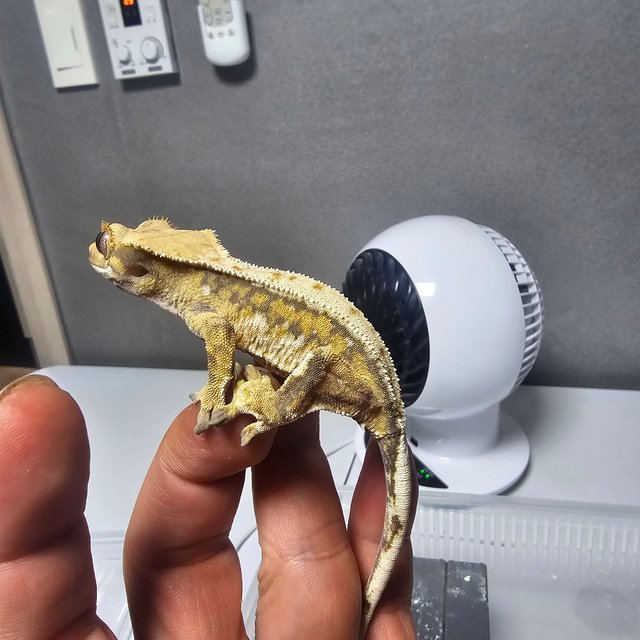 노멀 트라이 익스트림할리퀸 드리피 화이트스팟