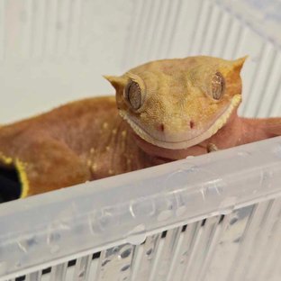 레드 화이트포트홀