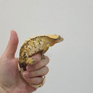 노멀 텐저린 익스트림할리퀸