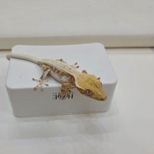 릴리화이트 크림시클 크림