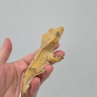 팬텀 옐로우 크림