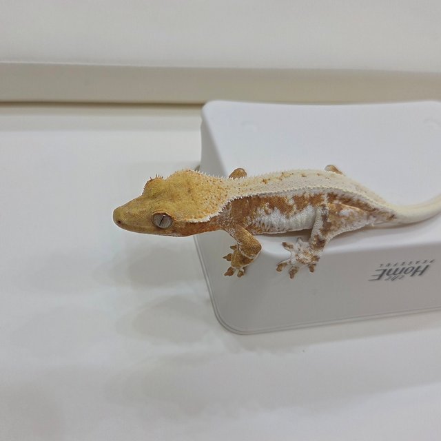 릴리화이트 크림시클 크림