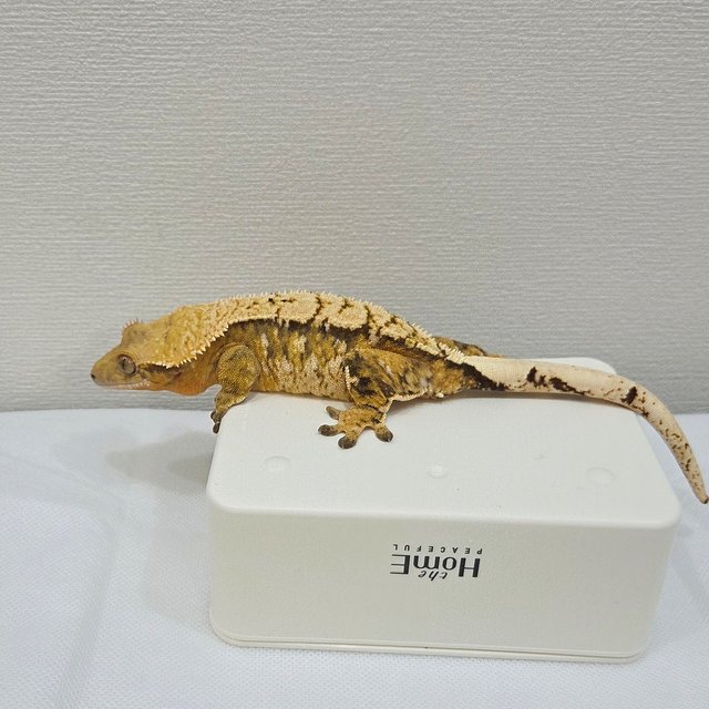 노멀 텐저린 익스트림할리퀸