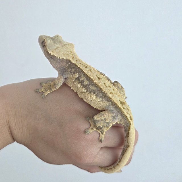 노멀 풀핀 쿼드