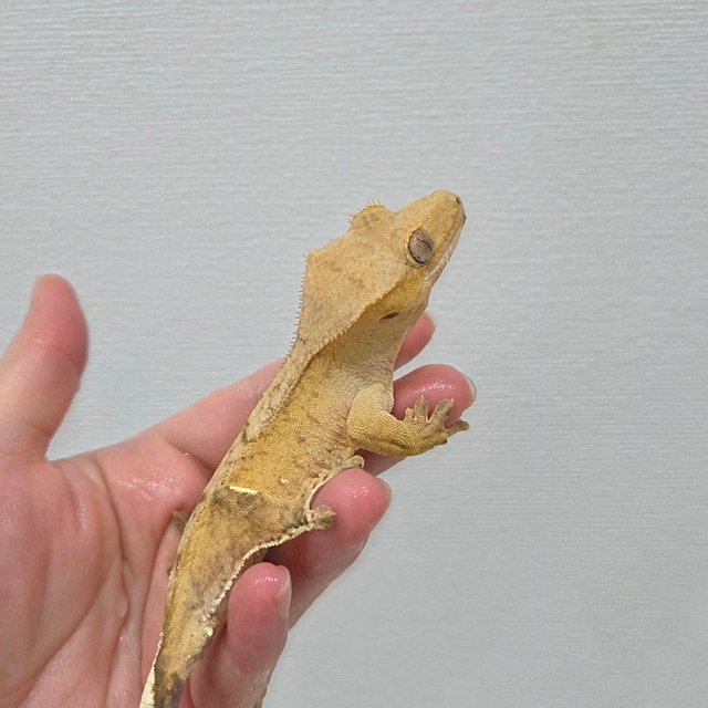 팬텀 옐로우 크림