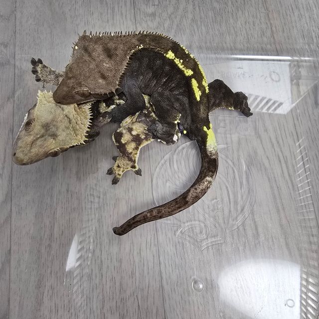 카푸치노