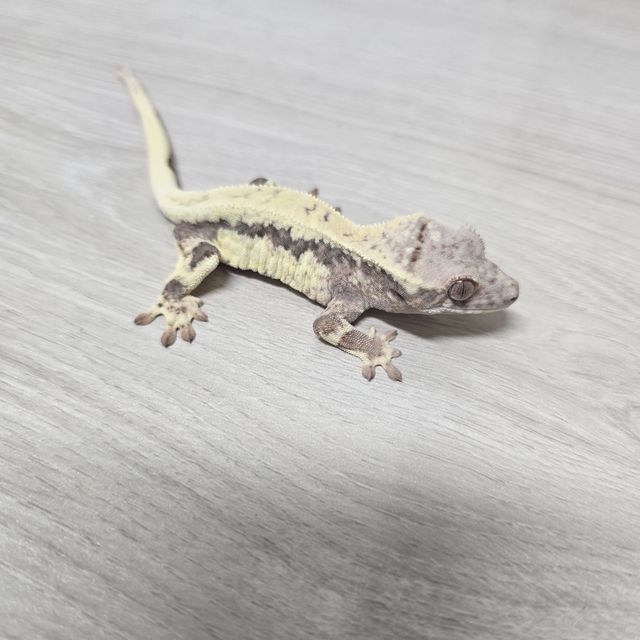프라푸치노
