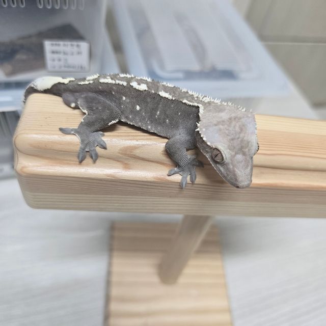 아잔틱