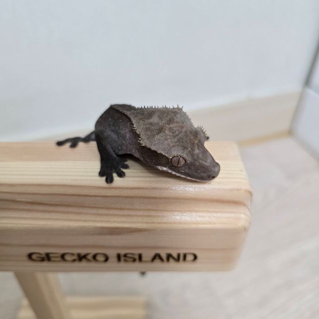 아잔틱
