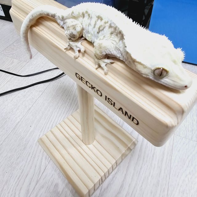릴리화이트
