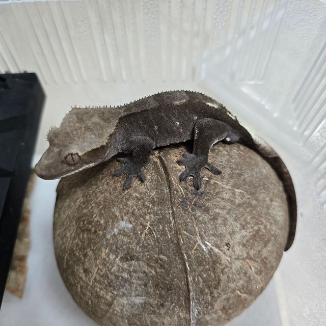 아잔틱