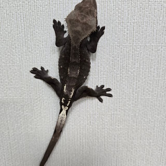 아잔틱