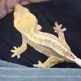 크림시클 핀스트라이프