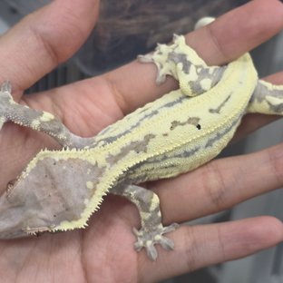 프라푸치노 카푸치노 릴리화이트