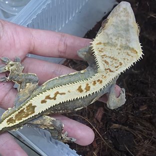 다크 핀스트라이프 풀핀