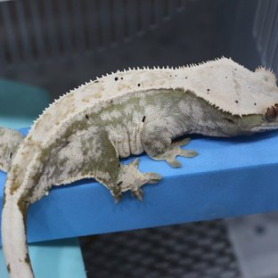 달마시안 핀스트라이프 할리퀸 다크