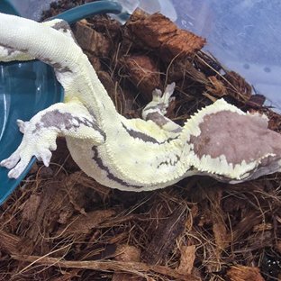 릴리 세이블 릴리화이트 세이블