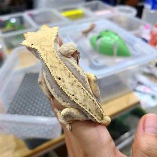 풀핀