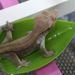 카푸치노