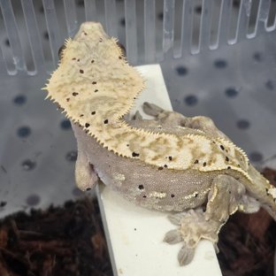 레드 핀스트라이프 달마시안