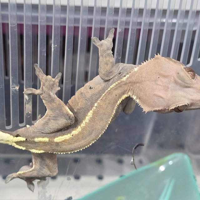 세이블 핀스트라이프